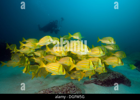 Fischschwarm von Panamic Porkfish Anisotremus Taeniatus, Marine Nationalpark Cabo Pulmo, Baja California Sur, Mexiko Stockfoto