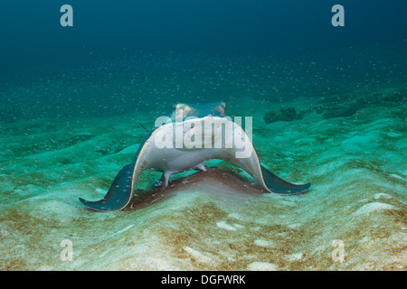 Ray, bat Myliobatis Californica, Marine Nationalpark Cabo Pulmo, Baja California Sur, Mexiko Stockfoto