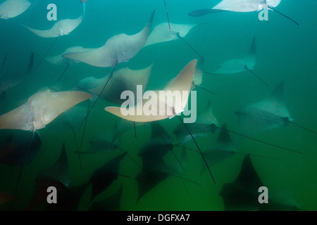 Schule des pazifischen Cownose Ray, Rhinoptera Steindachneri, Cabo Pulmo Meeres-Nationalpark, Baja California Sur, Mexiko Stockfoto