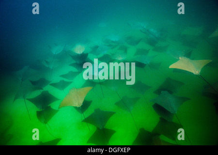 Schule des pazifischen Cownose Ray, Rhinoptera Steindachneri, Cabo Pulmo Meeres-Nationalpark, Baja California Sur, Mexiko Stockfoto