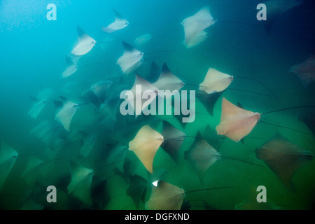 Schule des pazifischen Cownose Ray, Rhinoptera Steindachneri, Cabo Pulmo Meeres-Nationalpark, Baja California Sur, Mexiko Stockfoto