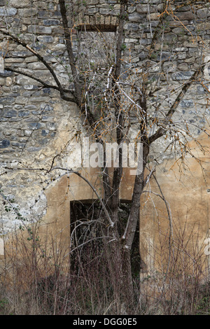 Baum wächst vor einer Tür in der verfallenen Dorf Janovas in der Region Aragón, Spanien Stockfoto