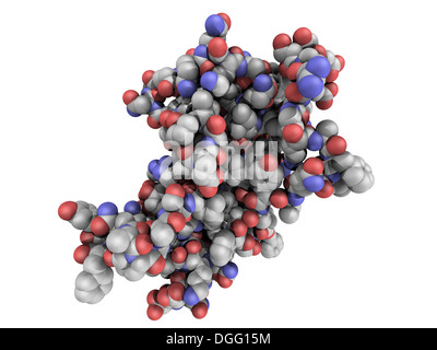 Chemische Struktur des menschlichen Wachstumshormons (hGH, Somatotropin) Molekül. HGH ist ein natürliches Hormon, das als Medikament verwendet wird Stockfoto