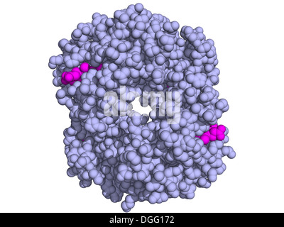Chemische Struktur der menschlichen Hämoglobin (Hb) Protein-Molekül. Eisen-haltige Sauerstoff Transportprotein in den Erythrozyten gefunden. Stockfoto