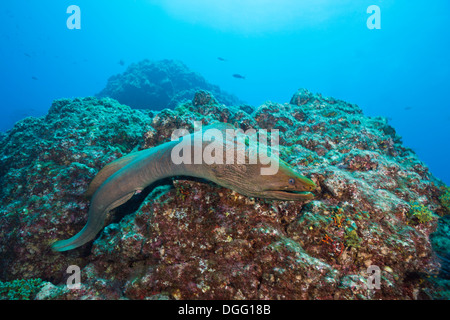 Panamic grüne Muräne, Gymnothorax Castaneus, San Benedicto, Revillagigedo-Inseln, Mexiko Stockfoto