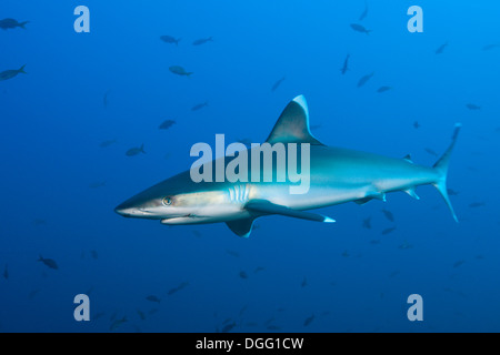 Silvertip Shark, Carcharhinus häufig, Roca Partida Revillagigedo-Inseln, Mexiko Stockfoto