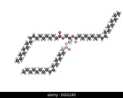 3D-Modell des Triolein Molekül, ein Triglycerid enthalten in Olivenöl, leitet sich aus Glycerin und drei Einheiten der Fettsäure Stockfoto