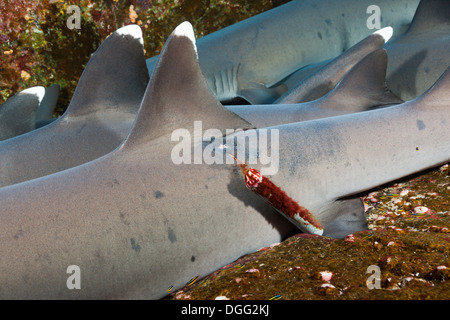 Verschlagwortet mit Weißspitzen-Riffhaie Beeing, Triaenodon Obesus, Roca Partida Revillagigedo-Inseln, Mexiko Stockfoto