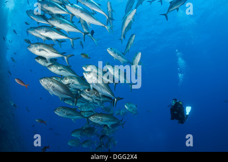 Taucher und Untiefe Bigeye Trevally Caranx Sexfasciatus, Roca Partida Revillagigedo-Inseln, Mexiko Stockfoto