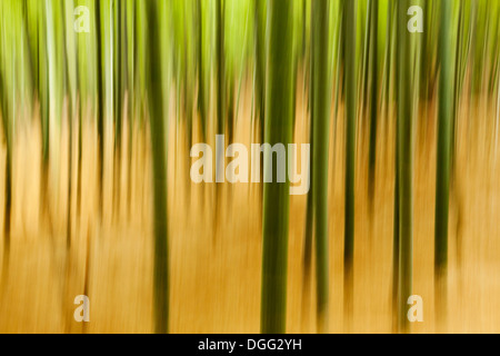 Abstrakt, natürliche Textur hergestellt aus Kamera-Bewegung Unschärfe auf Bambus-Pflanzen. Stockfoto