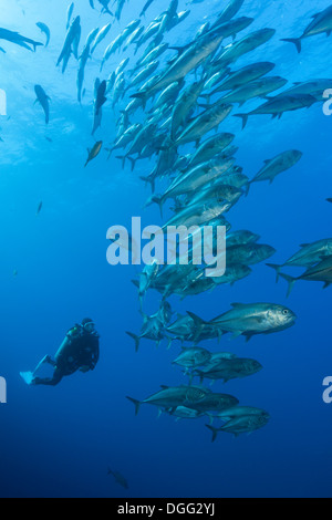 Taucher und Untiefe Bigeye Trevally, Caranx Sexfasciatus Socorro, Revillagigedo-Inseln, Mexiko Stockfoto