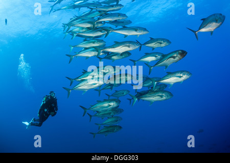 Taucher und Untiefe Bigeye Trevally Caranx Sexfasciatus, Roca Partida Revillagigedo-Inseln, Mexiko Stockfoto