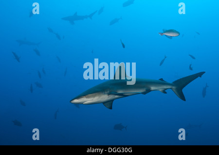 Galapagos Hai, Carcharhinus Galapagensis, Socorro, Revillagigedo-Inseln, Mexiko Stockfoto