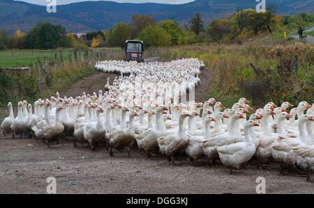 Veckenstedt, Deutschland. 21. Oktober 2013. Gänse von der Landi GmbH ihre Scheune in Veckenstedt, Deutschland, 21. Oktober 2013 aufgerufen. Das Unternehmen wirft bis zu 8.000 Gänse jedes Jahr zur Weihnachtszeit zu verkaufen. Gebratene Gans ist auch ein traditionelles Essen für St. Martin am 11. November. Foto: MATTHIAS BEIN/Dpa/Alamy Live News Stockfoto