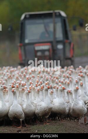 Veckenstedt, Deutschland. 21. Oktober 2013. Gänse von der Landi GmbH ihre Scheune in Veckenstedt, Deutschland, 21. Oktober 2013 aufgerufen. Das Unternehmen wirft bis zu 8.000 Gänse jedes Jahr zur Weihnachtszeit zu verkaufen. Gebratene Gans ist auch ein traditionelles Essen für St. Martin am 11. November. Foto: MATTHIAS BEIN/Dpa/Alamy Live News Stockfoto