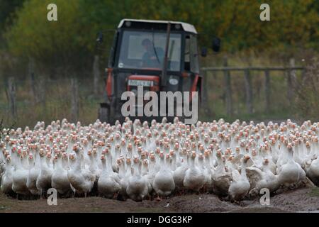 Veckenstedt, Deutschland. 21. Oktober 2013. Gänse von der Landi GmbH ihre Scheune in Veckenstedt, Deutschland, 21. Oktober 2013 aufgerufen. Das Unternehmen wirft bis zu 8.000 Gänse jedes Jahr zur Weihnachtszeit zu verkaufen. Gebratene Gans ist auch ein traditionelles Essen für St. Martin am 11. November. Foto: MATTHIAS BEIN/Dpa/Alamy Live News Stockfoto