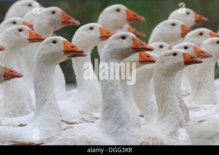 Veckenstedt, Deutschland. 21. Oktober 2013. Gänse von der Landi GmbH ihre Scheune in Veckenstedt, Deutschland, 21. Oktober 2013 aufgerufen. Das Unternehmen wirft bis zu 8.000 Gänse jedes Jahr zur Weihnachtszeit zu verkaufen. Gebratene Gans ist auch ein traditionelles Essen für St. Martin am 11. November. Foto: MATTHIAS BEIN/Dpa/Alamy Live News Stockfoto