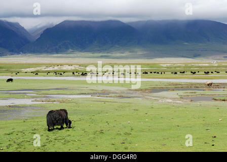 Yaks auf der Weide, Wolke gehüllt Bergen in der Nähe von Yangpachen, zwischen Dangxion und Namtso See, "himmlische", Tibet, China, Asien Stockfoto