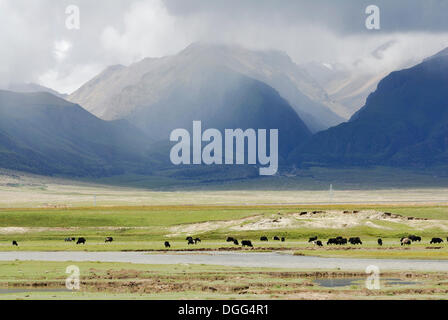 Yaks auf der Weide, Wolke gehüllt Bergen in der Nähe von Yangpachen, zwischen Dangxion und Namtso See, "himmlische", Tibet, China, Asien Stockfoto