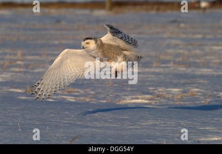 Schnee-Eule (Nyctea Scandiaca) Erwachsenen weiblichen Jagd über schneebedecktes Feld im warmen Abendlicht Maus Beute zu fangen, in der Nähe von Oak Hängematte Marsh, Winnipeg, Manitoba, Kanada Stockfoto