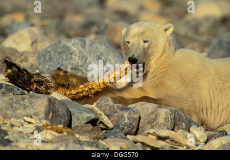 Erwachsene männliche Eisbären (Ursus Maritimus) nagen, Fütterung auf Beluga Wal Wirbel Rückgrat in Churchill Manitoba subarktischen Nordkanada Stockfoto