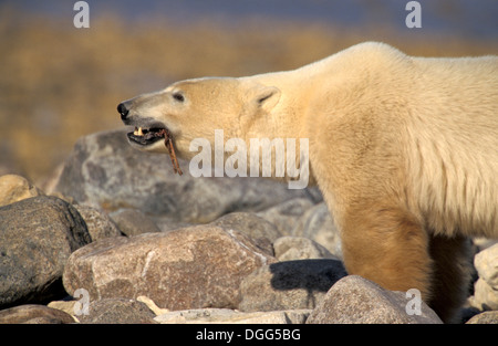 Erwachsene männliche Eisbären (Ursus Maritimus) nagen, Fütterung auf Beluga Wal Wirbel Rückgrat in Churchill Manitoba subarktischen Nordkanada Stockfoto