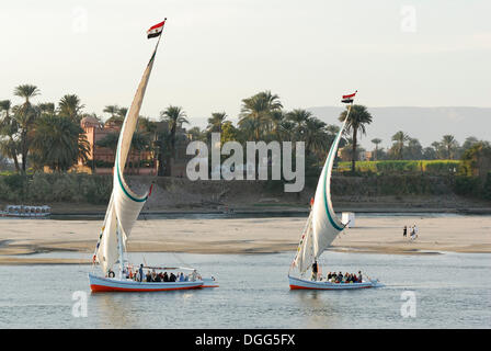Feluken, traditionelle hölzerne Segelboote am Nil, Luxor, Nil Senke, Ägypten, Afrika Stockfoto