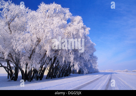 Winter-Raureif auf schwarze Weide (Salix Nigra) Hecke neben Straße mit blauem Himmel in der Nähe von neuen Bothwell Manitoba Kanada Stockfoto