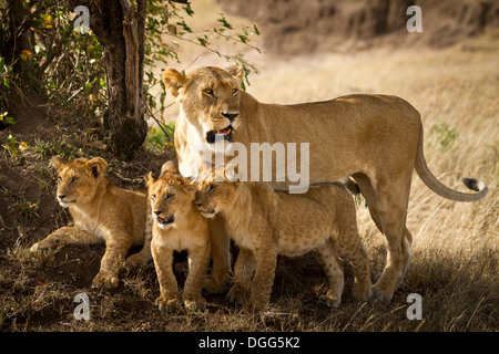 Löwin Mutter mit ihren Jungen Stockfoto