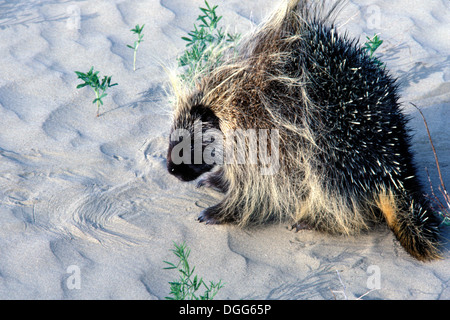 Gemeinsamen Porcupine (Erethizon Dorsatum) auf Sanddüne in Big Sand Parkanlage in der Nähe von Zepter Saskatchewan Kanada Stockfoto