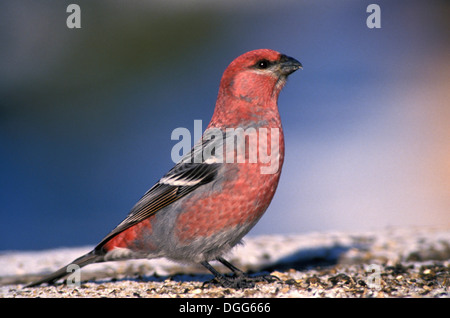 Männliche Kiefer Grosbeak (Pinicola Enucleator) Fütterung auf Sonnenblumenkerne am Futterhäuschen Stockfoto