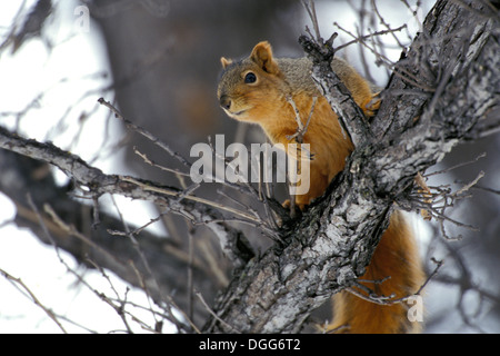 Östlichen Fuchs, Eichhörnchen (Sciurus Niger) im Baum im Winter Kleefeld südlichen Manitoba Kanada Stockfoto