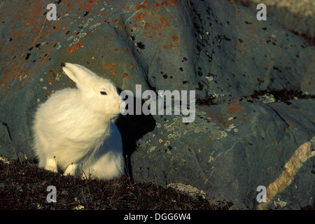 Erwachsenen arktische Hasen (Lepus Arcticus) Unterschlupf versteckt sich hinter Granitfelsen in der Nähe von Hudson Bay, Churchill Bereich, Manitoba, Kanada Stockfoto