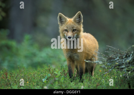 Junger Rotfuchs Kit (Vulpes Vulpes) Porträt in der Nähe von Churchill Manitoba Hudson Bay subarktischen Nordkanada Stockfoto