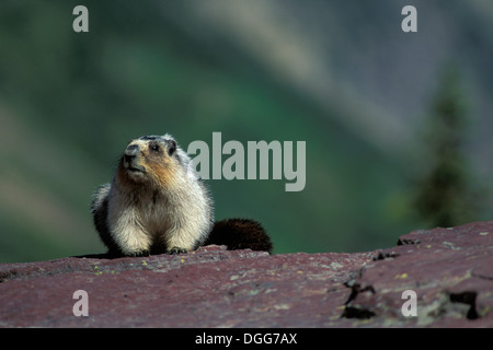 Hoary Murmeltier (Marmota Caligata) Berg Murmeltier Whistler ausruhen, Sonnen am Fels in den Rocky Mountains in British Columbia Kanada Stockfoto