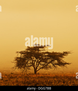 Einsamer Baum im Nebel, Natur Herbstsaison, afrikanische Landschaft am Morgen, Sepia getönt Stockfoto