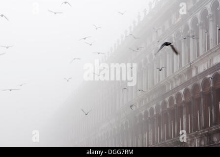 Fliegende Tauben, Procuratie Gebäude im Nebel, Markusplatz, Venedig, Venezia, Veneto, Italien, Europa Stockfoto