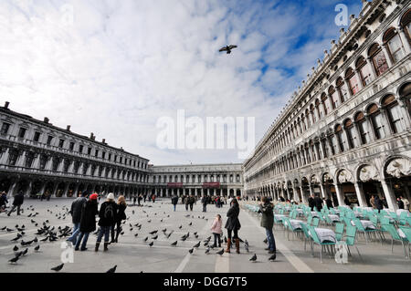 Tauben in der St.-Markus Platz, Procuratie, San Marco, Venedig, Venedig, Veneto, Italien, Europa Stockfoto