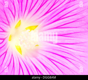 Abstrakte rosa Hintergrund Makro der wilde Blume Stockfoto