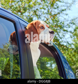 Die süße Beagle reist in das blaue Auto. Stockfoto