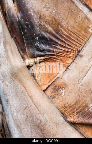 Ravenala Madagascariensis. Nahaufnahme von Blatt Basen auf der Handfläche des Reisenden. Stockfoto