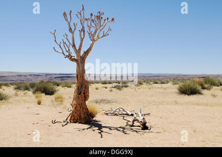 Köcher toten Baum oder Kokerboom (Aloe Dichotoma), Namibia Stockfoto