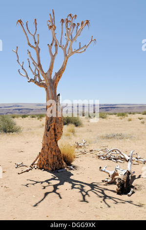 Köcher toten Baum oder Kokerboom (Aloe Dichotoma), Namibia Stockfoto