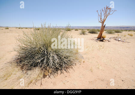 Köcher toten Baum oder Kokerboom (Aloe Dichotoma), Namibia Stockfoto