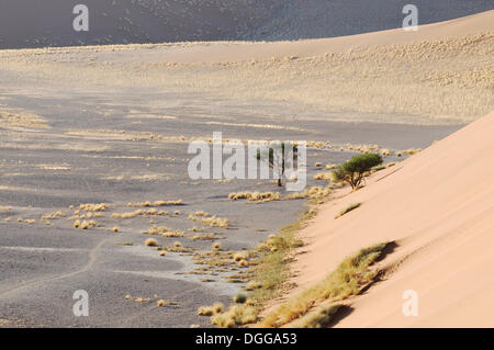Am frühen Morgen Stimmung, Blick von der Düne 45 über die Dünenlandschaft, Tsauchab-Tal, Sossusvlei, Namib-Wüste Namib-Naukluft-Park Stockfoto