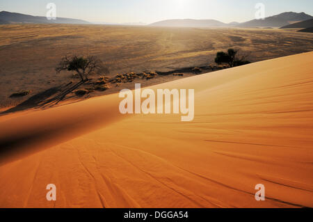 Am frühen Morgen Stimmung, Blick von der Düne 45 über die Dünenlandschaft, Tsauchab-Tal, Sossusvlei, Namib-Wüste Namib-Naukluft-Park Stockfoto