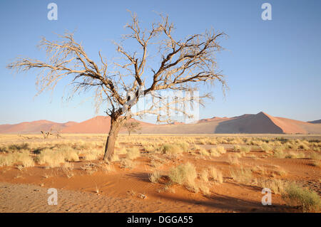 Morgen-Stimmung, Camel Thorn oder Giraffe Thorn (Acacia Erioloba) in der Nähe von Düne 45 über die Dünenlandschaft, Tsauchab-Tal, Sossusvlei Stockfoto