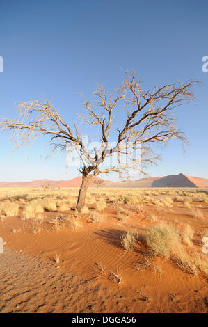 Morgen-Stimmung, Camel Camel Thorn, Giraffe Thorn (Acacia Erioloba), in der Nähe von Düne 45, Dünenlandschaft, Tsauchab-Tal, Sossusvlei Stockfoto