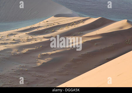 Am frühen Morgen Stimmung, Blick von der Düne 45 über die Dünenlandschaft, Tsauchab-Tal, Sossusvlei, Namib-Wüste Namib-Naukluft-Park Stockfoto