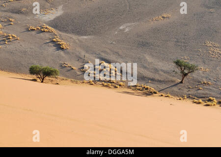 Am frühen Morgen Stimmung, Blick von der Düne 45 über die Dünenlandschaft in Sossusvlei, Namib Wüste, Sossusvlei, Namib-Naukluft-Park Stockfoto